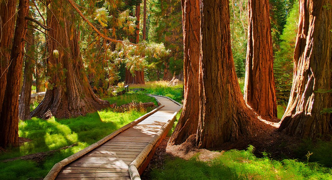 Sequoia National Park, California, USA
